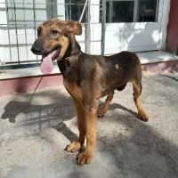 Adopta a Lobo