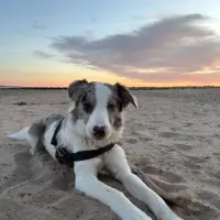 Adopta a Odín