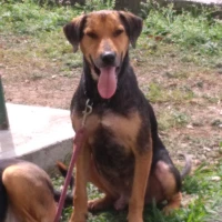 Adopta a Sirius