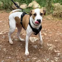 Adopta a Loki