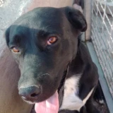 Adopta a Kaira