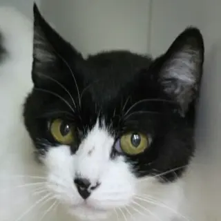 Kali