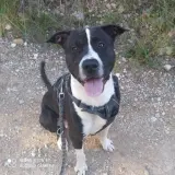 Adopta a Golfo