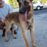 Adopta a Kimbo