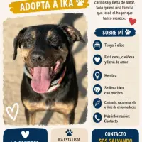 Adopta a Ika