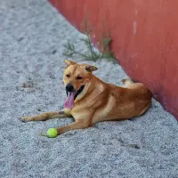Adopta a Ferry