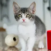Adopta a Mira
