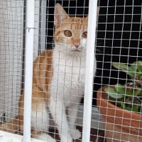 Adopta a Sisuka Cat