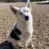 Adopta a Ares