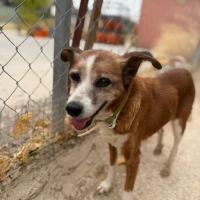 Adopta a Susi Tamaño Pequeño, Tlf 645978718