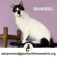 Adopta a Bandido