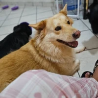 Adopta a Pelusa