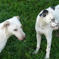 Adopta a Turco y Karim