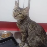 Adopta a Ginebra