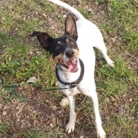 Adopta a Laika