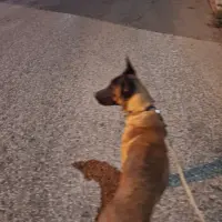 Adopta a Zen
