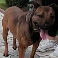 Adopta a Tetti