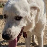 Adopta a Marvín