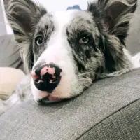 Adopta a Chulo