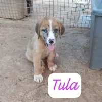 Adopta a Tula