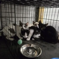 Adopta a Orión Y Hermanos