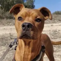 Adopta a Bruno