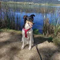 Adopta a Blue