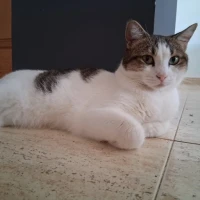 Adopta a Lligoneta Y Manchitas