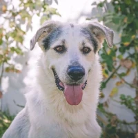 Adopta a Pipo Blanco