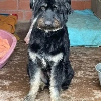 Adopta a Bono