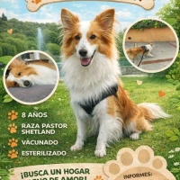Adopta a Coby