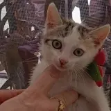 Adopta a Perla