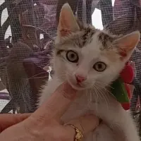 Adopta a Perla