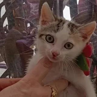 Perla