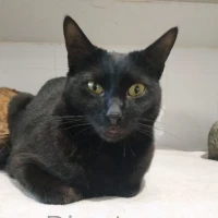 Adopta a Pincher
