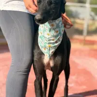 Adopta a Nobita