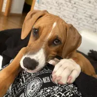 Adopta a Pelayo