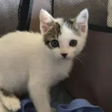 Adopta a Yoda