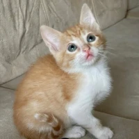 Adopta a Spot