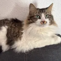 Adopta a Morgan