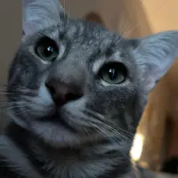 Adopta a Simba