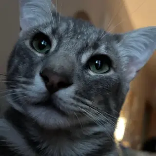 Simba