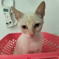 Adopta a Claire