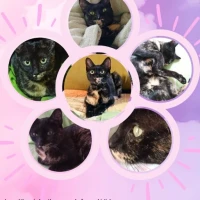 Adopta a Sultanita