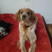 Adopta a Anjali