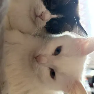 Blanquita Y Lia