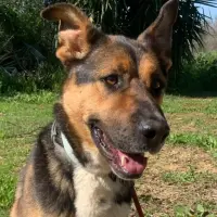 Adopta a Sam