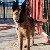 Adopta a Ringo
