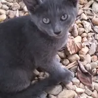 Adopta a Ruso