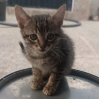 Adopta a Oreo